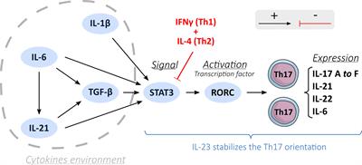 Th17 CD4+ T-Cell as a Preferential Target for HIV Reservoirs